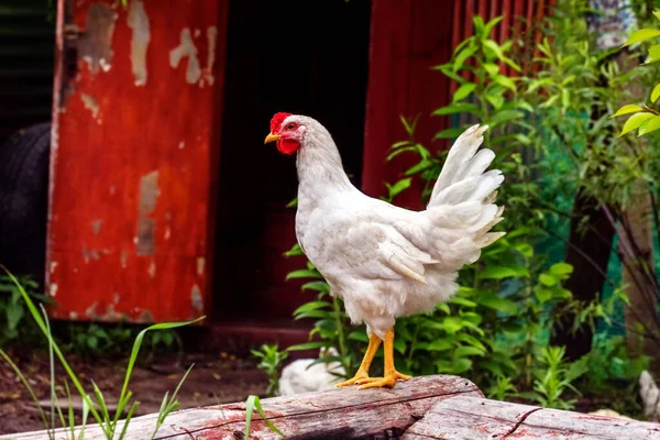 Bastante Adulto Pollo Blanco Con Vieira Roja Jardín Verano —  Fotos de Stock