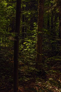 Ağaçların arasında yaz sabahı gerçek güneş ışınları