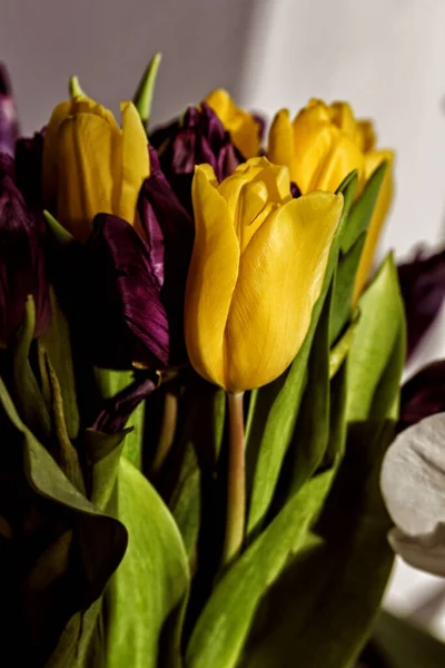 Ziemlich Gelbe Und Lila Tulpen Für Charmante Und Erstaunliche Stimmung — Stockfoto