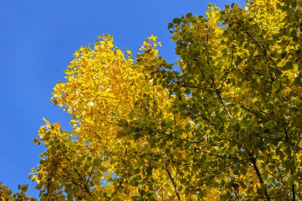 Okouzlující Podzimní Listí Proti Modré Obloze Šťastný Slunečný Den — Stock fotografie
