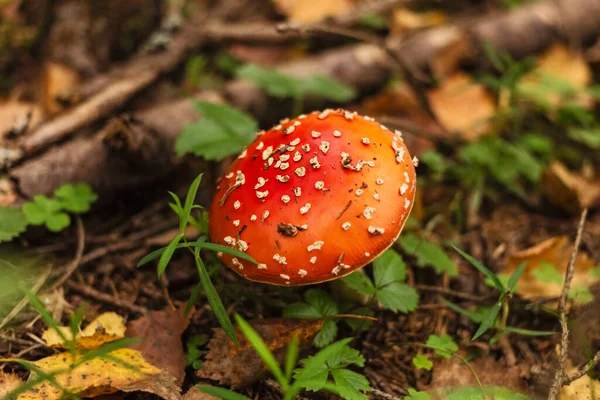 Ganska Verklig Fluga Agarisk Skogen Höst Charmiga Lövverk — Stockfoto