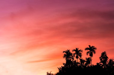 siluet palmiye ağacı orman ve renkli gökyüzü günbatımı