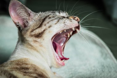 Kedi esneme kapatın