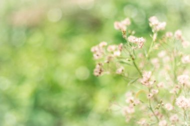 Çiçekler arka plan çimen. Yumuşak bir tarzda.