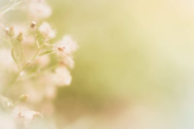 Çiçekler arka plan çimen. Yumuşak bir tarzda.