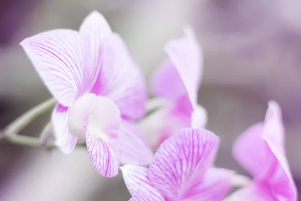 Květ Orchideje Měkký Styl Pozadí — Stock fotografie