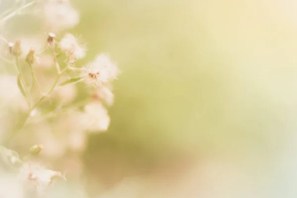 背景の草の花 ソフト スタイル — ストック写真