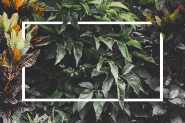 Yaratıcı düzen yeşil yaprak, yaprak background.flat lay