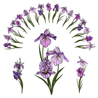 Gerçekçi vektör Iris hafif pembe mor paleti çiçeklenir. İzole öğe ve çiçek arch zarif yaz tasarım için 