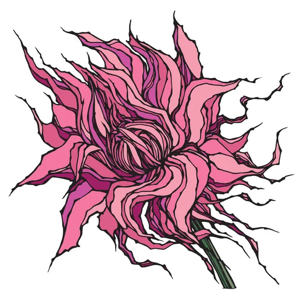 Stilize vektör yıldız çiçeği çiçek. Çiçek tasarım için öğe, örneğin, kumaş baskı.