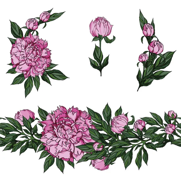 Gerçekçi vektör pembe peonies çiçeklenir küçük buketleri ve sonsuz çiçek doğrusal süsleme. Yaz tasarım öğeleri