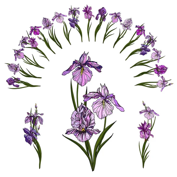 Gerçekçi vektör Iris hafif pembe mor paleti çiçeklenir. İzole öğe ve çiçek arch zarif yaz tasarım için 