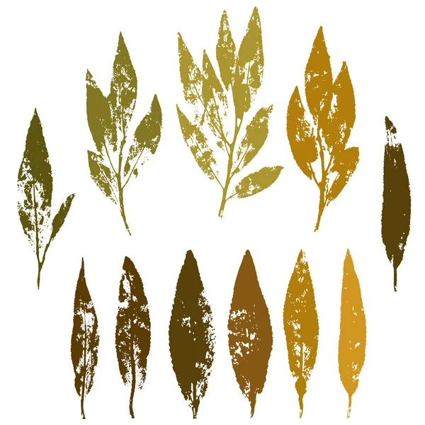Vektör set kahverengi ve zeytin renkler sonbahar yaprak.