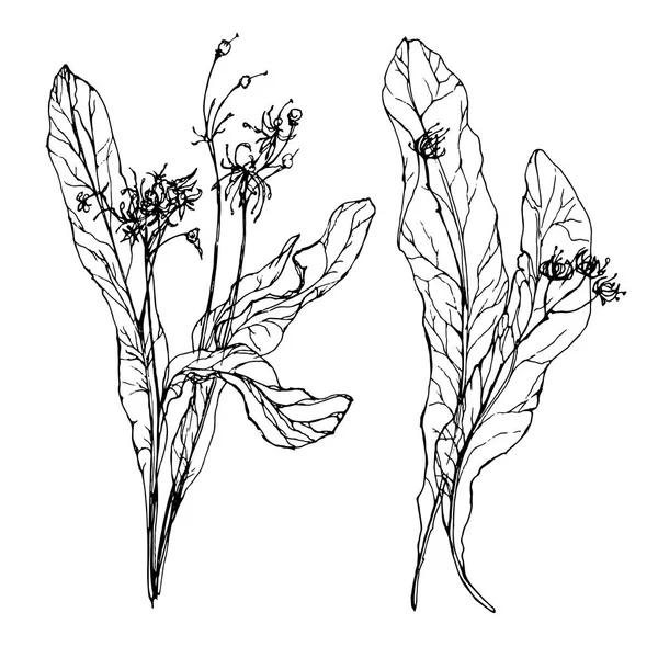 Vektör el kuru ıhlamur çiçek çekilmiş. Tasarım için beyaz doğrusal unsurları izole.