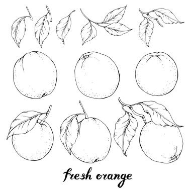 Siyah beyaz çizgi sanat tarzı yaprakları ile el çizilmiş portakal ile Vektör seti.