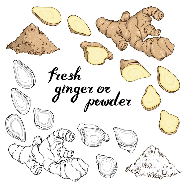 Vektör el çizilmiş zencefil ile ayarlayın. Taze kök, dilimlenmiş ve toz. Yazı . 
