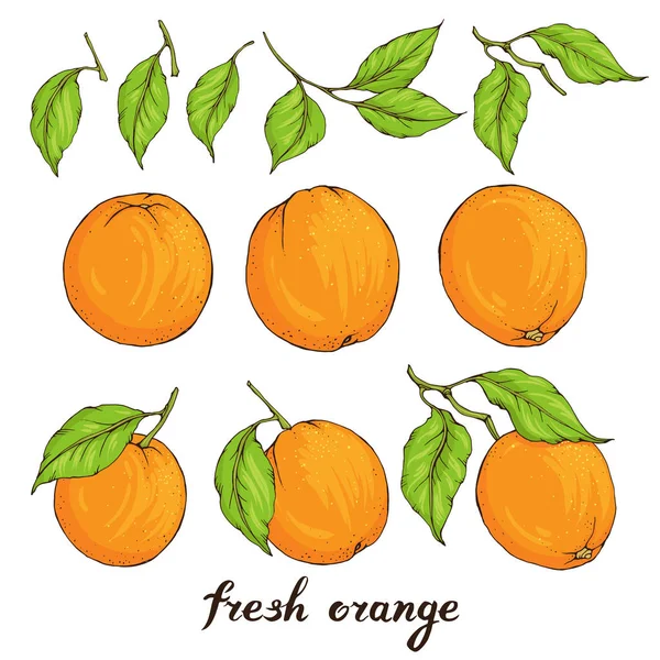 Vektör yeşil yaprakları ile el çizilmiş portakal ile ayarlayın.