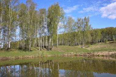 Nisan ayında ilk Yeşiller grove huş ağacı