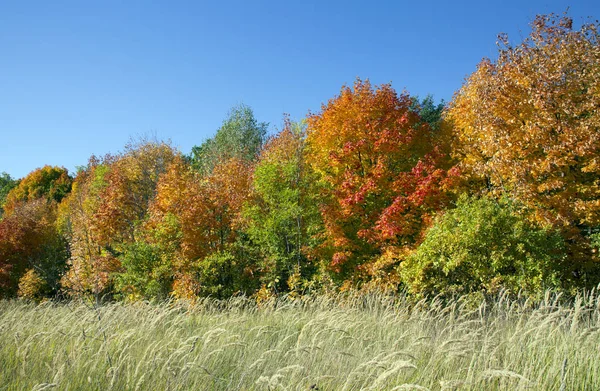 Jasné Barvy Podzimu Listy Centrálního Ruska — Stock fotografie