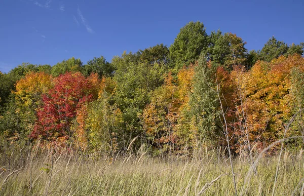 Colori Vivaci Foglie Autunno Russia Centrale — Foto Stock