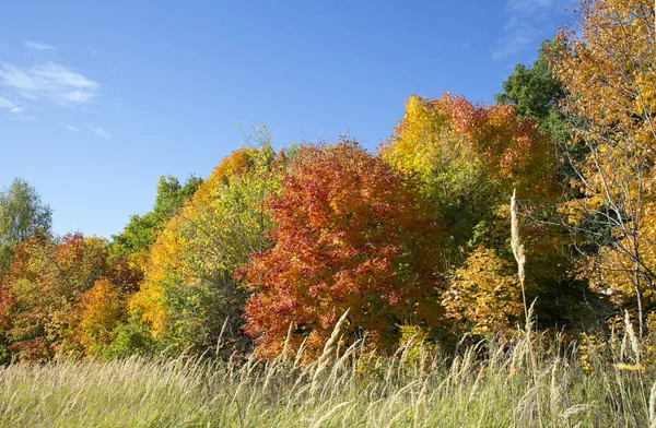 Felle Kleuren Van Herfst Bladeren Van Centraal Rusland — Stockfoto