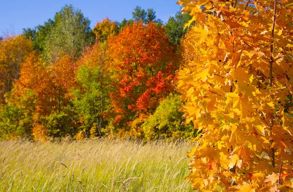 Яркие Цвета Осенних Листьев Центральной России — стоковое фото