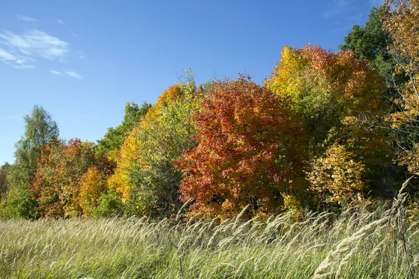 Яркие Цвета Осенних Листьев Центральной России — стоковое фото