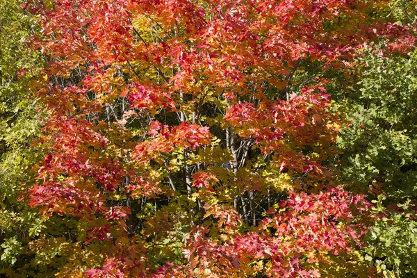 Cores Brilhantes Folhas Outono Rússia Central — Fotografia de Stock