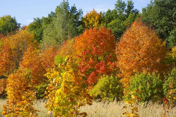 Felle Kleuren Van Herfst Bladeren Van Centraal Rusland — Stockfoto