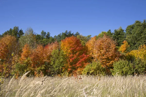 Felle Kleuren Van Herfst Bladeren Van Centraal Rusland — Stockfoto