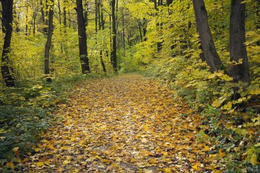 Sonbahar Park Shchelkovsky Khutor, Nizhny Novgorod yürümek