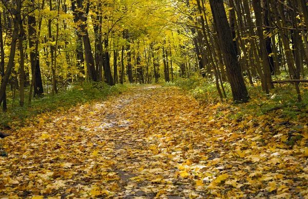 Ходити Осінній Парк Щелковський Хутор Нижній Новгород — стокове фото