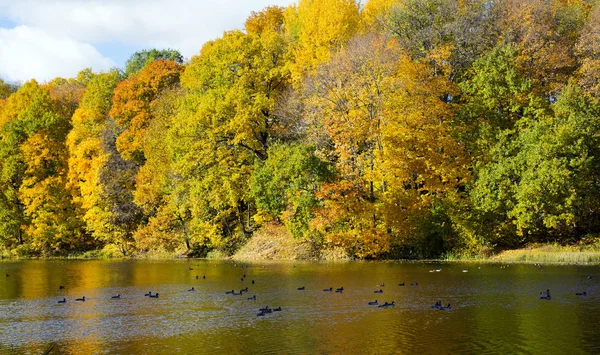Barevné Podzimní Krajina Parku Shchelkovo Farmě Nižnij Novgorod — Stock fotografie