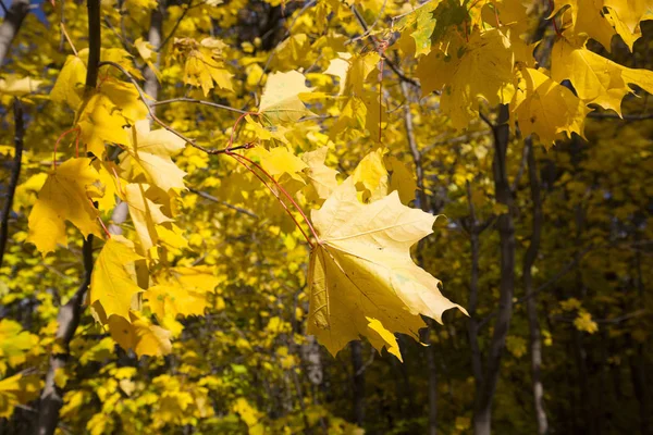 Bunte Herbstlandschaft Park Shchelkovo Bauernhof Nizhny Novgorod — Stockfoto