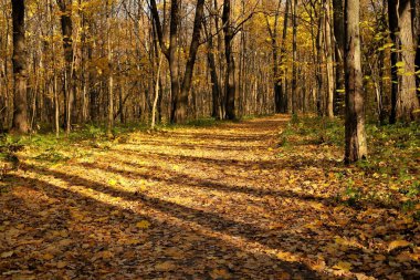 Sonbahar Park Shchelkovsky Khutor, Nizhny Novgorod yürümek