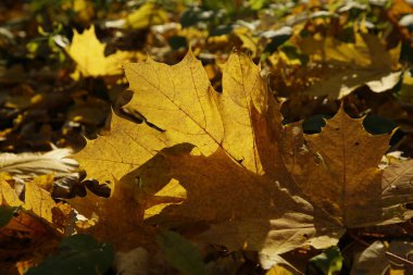 parlak sarı renkli sonbahar manzaraları bırakır