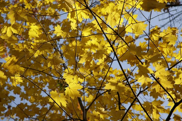 Farbenfrohe Herbstlandschaften Mit Leuchtend Gelben Blättern — Stockfoto