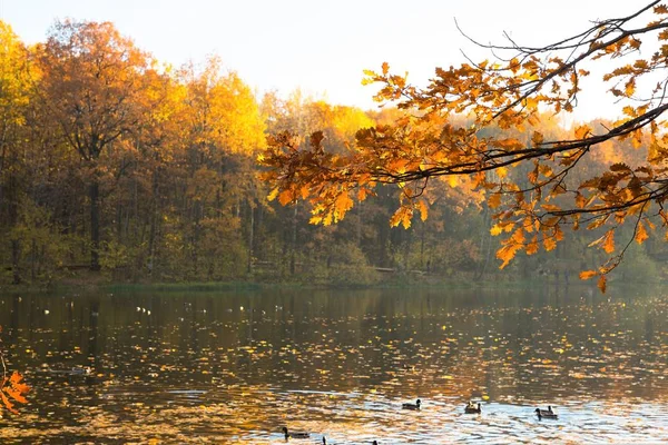 Kleurrijke Herfst Landschappen Met Felgele Verlaat — Stockfoto