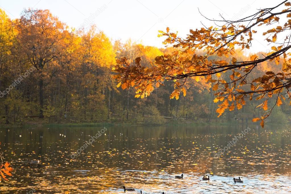 colorful autumn landscapes with bright yellow leaves