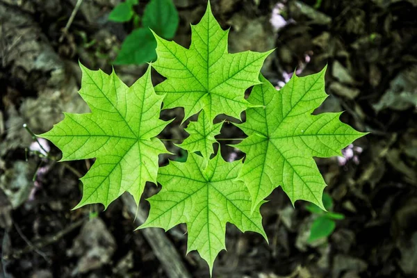 Fiori Foglie Verdi Una Giornata Sole — Foto Stock