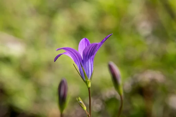 Fleurs Feuilles Vertes Par Une Journée Ensoleillée — Photo