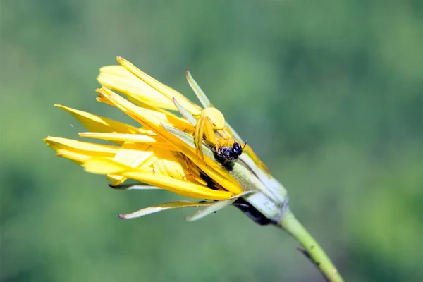 Uma Aranha Flor Predatória Amarela Senta Uma Flor — Fotografia de Stock