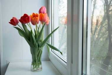 pencere forwomans gün güzel Lale