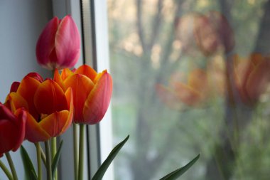 boşaltmak için kadının gün ile kırmızı lale