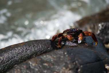 deniz kenarında bir kayaya yengeç