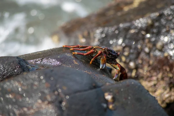 Krabbe Auf Einem Felsen Meer — Stockfoto