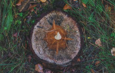 bir güdük üzerinde yaprak
