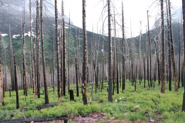 Glacier Ulusal Parkı Inside, Montana, ABD