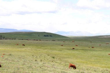 Waterton Lakes içinde, Alberta, Kanada
