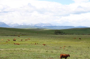 Waterton Lakes içinde, Alberta, Kanada
